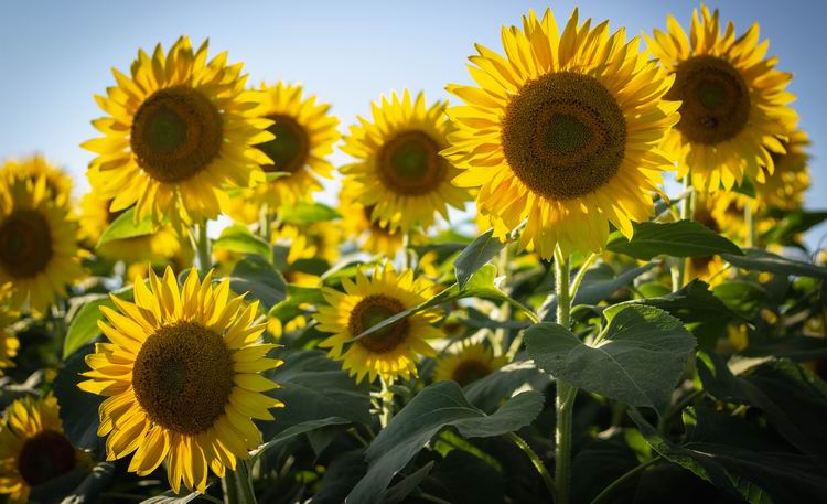Writing story starter: sunflowers